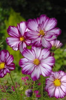 Picture of Cosmos - Fizzy Rose Picotee